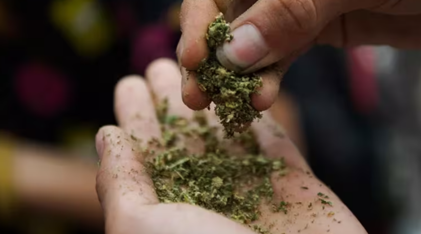 Cannabis